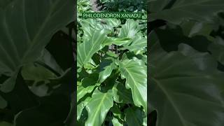 Philodendron xanadu