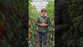 Pěstování paprik v nádobách #garden #paprika #zahrada #gardening #peper