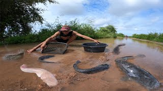 wow  fishing! village a lot of catch catfish & redfish on the road in floods water catch by hand