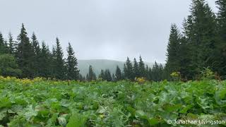 Chopin's Haunted Forest-Chopin-Funeral March-Clouds-Classical Music-Healing Music-Beautiful Flowers