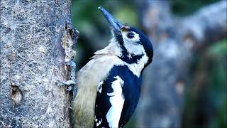 himalayan woodpecker 1