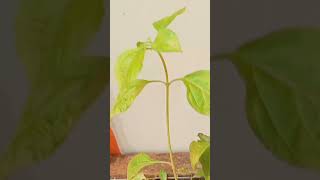 lantana plant cuttings propagation in water