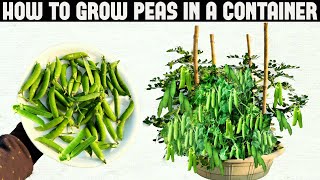 How To Grow Peas in Containers | SEED TO HARVEST