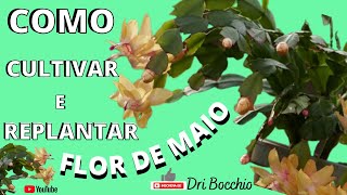 COMO CULTIVAR E REPLANTAR SUA FLOR DE MAIO. Dicas simples e fáceis . FLOR DE MAIO LINDA SEMPRE