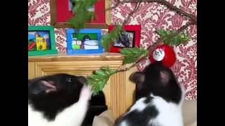 Hamster Babies Causing Christmas Trouble!