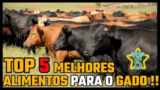 TOP 5 MELHORES ALIMENTOS PARA O GADO !!