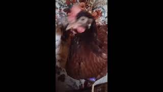 Baby Red Video Wearing Her My Pet Chicken Diaper at Chicken Heaven On Earth