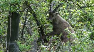 Male Ibex Feeding on Leaves (A Wild Animal Seen at Hohe Wand, Austria)