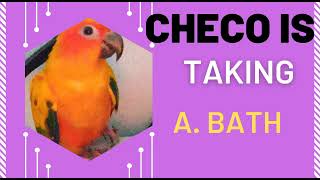 Sun conure Chicu is taking a bath September 18, 2022