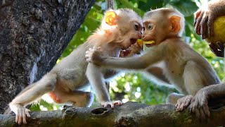 Baby monkey Thor competes for mango from Amanda but little monkey Amanda don't want to share