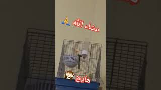 كناري جزائري هاج على الأنثى تبعو  ادعو الله ان يحفظه من العين 🙏