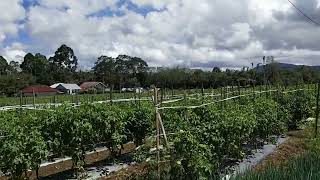 Suasana desa di siang hari kebun Sayuran