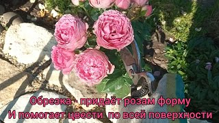 Обрезка-🌹Розы сами подсказывают, что с ними делать☺😉... Как  я борюсь с трипсом🦖😤