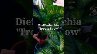 Dieffenbachia Tropic Snow #shorts #beauty #indoorplants  #dieffenbachia #plants #houseplants