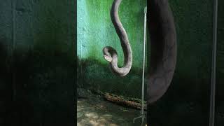 इस सांप को अजगर समझने की गलती न करे 😱🐍| #shorts #shortsvideo