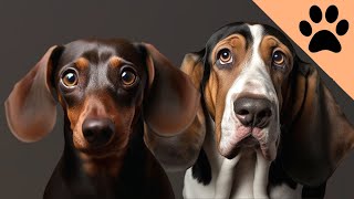 The Dachshund Vs The Basset Hound