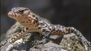 Baby Asian Water Monitor FULL Setup/Unboxing/DeWorming