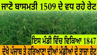 ਦੇਖੋ ਪੰਜਾਬ ਤੇ ਹਰਿਆਣਾ 1509 ਤੇ 1847 ਬਾਸਮਤੀ ਦੇ ਤਾਜ਼ਾ ਰੇਟ|#viral#viralvideo#ped price#peddy information