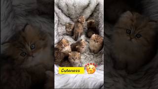 How Adorable KITTENS😻 #shortsfeed #kitten