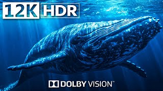 1500 Animals of Ccean 12K HDR 120fps Dolby Vision | Underwater World, Marine Life, Relaxation