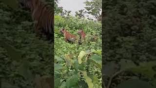 Mother & Cubs after hunting at Tadoba- October 2020