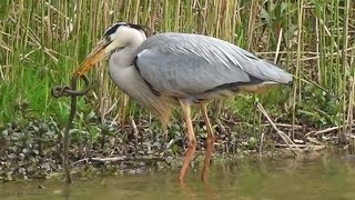 Reiger vangt SLANG