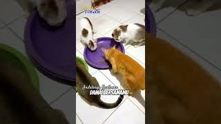 Selalu Bersama Damai Bersamamu #shots #cat #kucing #catlover #catmeow #penyayangkucing