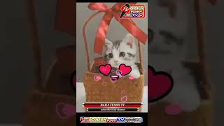 cute cute cat new video/cat lovers/cats of tiktok