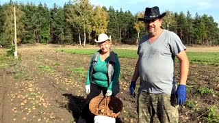 Eko ziemniaki na V i VI klasie gleby w Gospodarstwie Ostoja