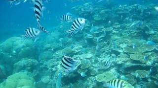 Planktivore Fish Stunning Coral Best Snorkeling Great Barrier Reef.AVI