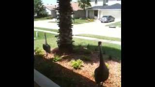 Sandhill Cranes