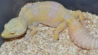 albino leopard gecko for sale in india an exotic varity|all india delivery possible