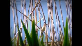 Reed Warbler May 2018