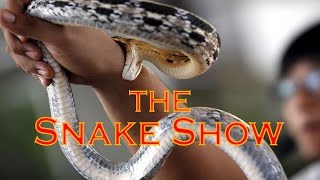 Snake Show in Bangkok Thailand