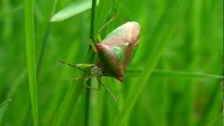 Acanthosoma haemorrhoidale