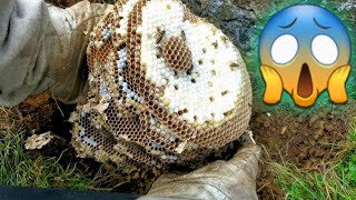 अरिङ्गाल|HORNET NEST HUNTING ON Mid Night At Himalayan forest Of Nepal||@garamjavlog EP:296||