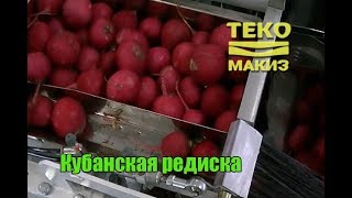 Фасовка и упаковка кубанской редиски - Макиз 55.32