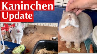 Wie reagieren die Kaninchen auf das neue Gehege /Eingewöhnung/Kaninchenbande ❤️