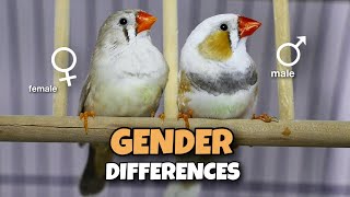 Zebra Finch Gender Differences and Age