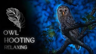 Owl Hooting Sounds with Crickets | Ambience Relaxing Music for Meditation and Sleep