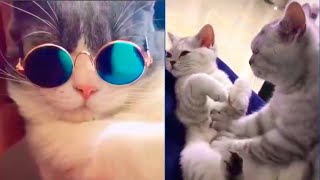 😸 Baby Cats - Cute and Funny Cats Coub Videos Compilation 2020 #2 🎬