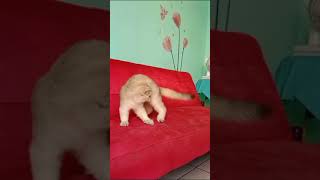 kucing BSH golden