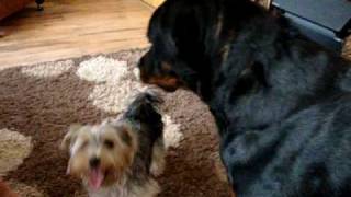 Yorky showing the Rotti who's boss.