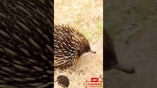 Meet the Spiky Wonder: Adorable Echidna on the Move! 🦔 #shorts