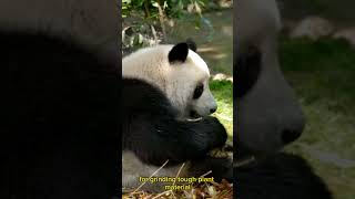 Panda gets stabbed while eating bamboo