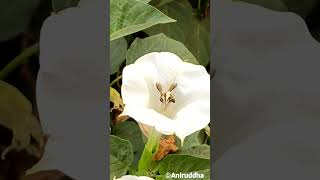 Honeybee collecting honey from Datura Flower