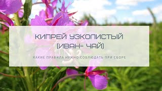 Как правильно собирать Иван-чай (кипрей узколистый)