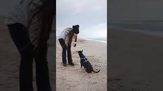 Best of Human  Pet Relationship #2| Training a dog to give a Hi 5