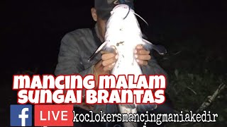 mancing Baung/rengkik sungai brantas