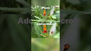 Macro Face-Off: Apexel Macro Lens vs. iPhone Pro #apexel #photography #macro #macrophotography